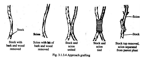 860_Approach grafting.png